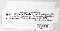 Niptera euphrasiae image